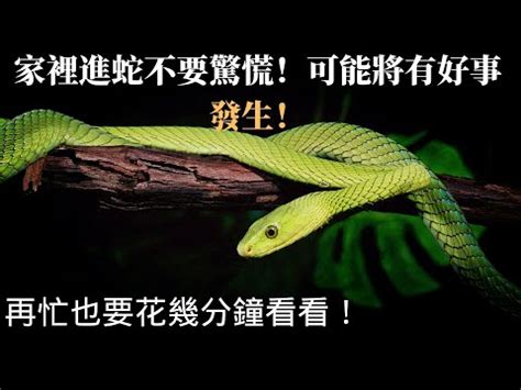 家裡發現蛇|家裡出現蛇：代表什麼，該如何應對？